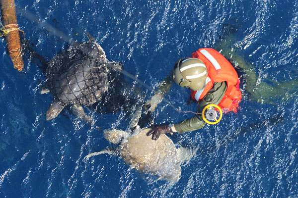 Ottawa Sea King  saves Sea Turtles