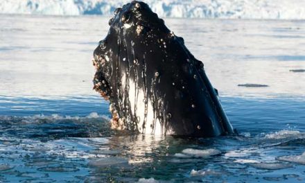 New manual puts a name to a fin