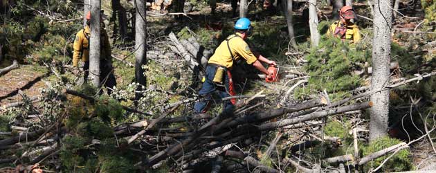 Forest fire prevention