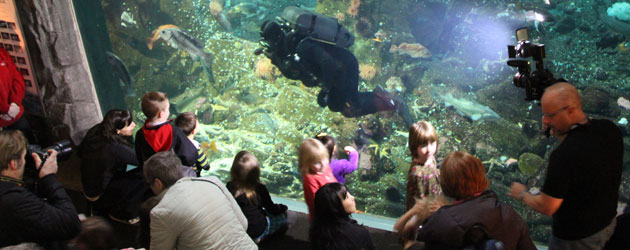 FDU divers entertain and inform