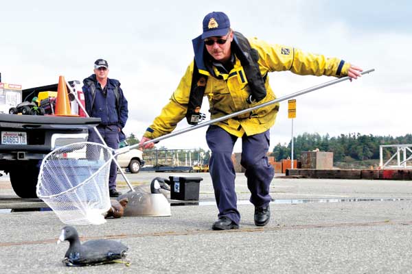 Base employees practice oiled animal rescue
