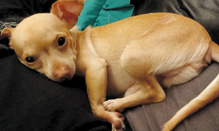 Sailor works to save dogs