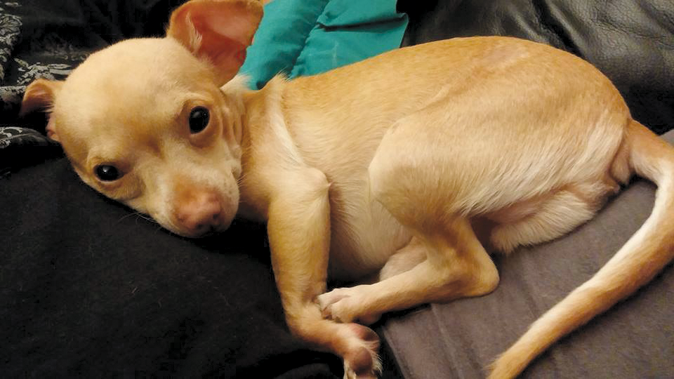 Sailor works to save dogs