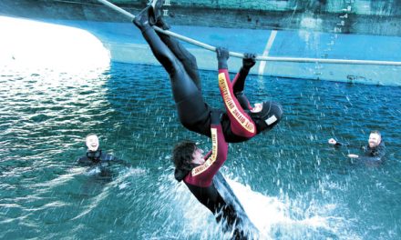 Grizzlies take the plunge with divers