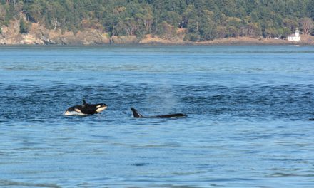 Navy talks marine mammal mitigation at symposium