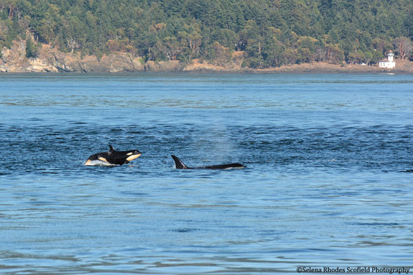 Navy talks marine mammal mitigation at symposium