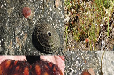 Albert Head combed for rare species and vegetation