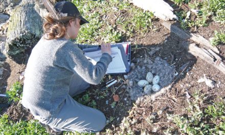 Egg addling: controlling the non-native species on base