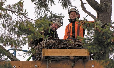 Eagle nest relocated