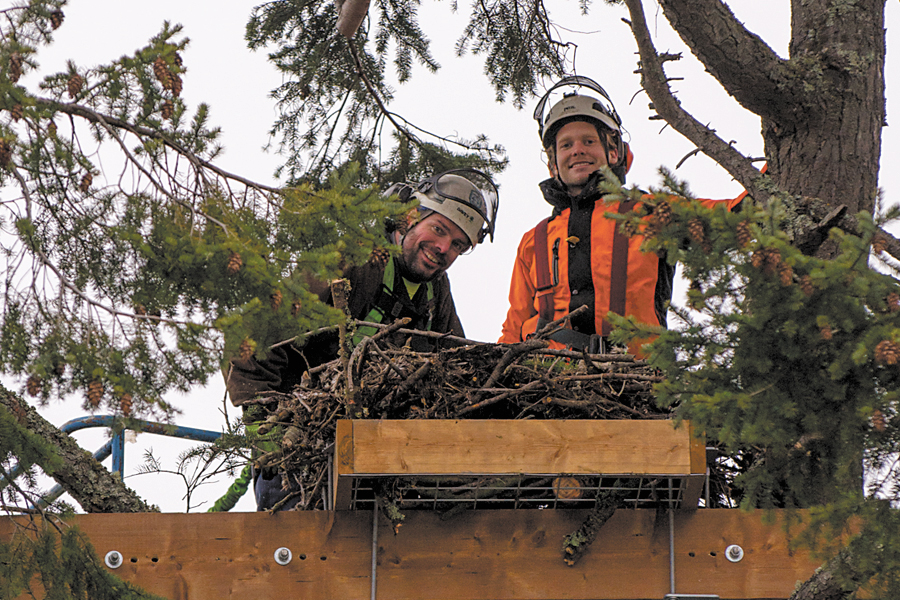 Eagle nest relocated