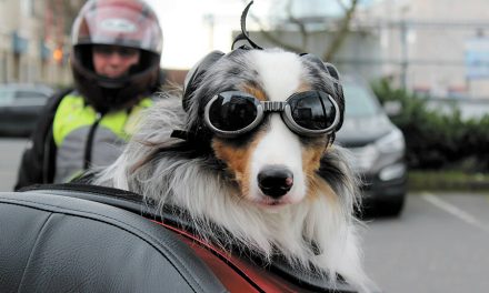 Retired sailor turns to new career with Cully the service dog