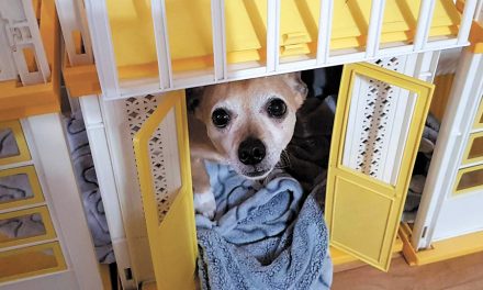 Sailors planning bright future for dog rescue centre