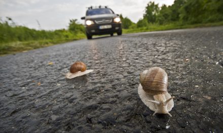 What drives me crazy? Snails in the left lane