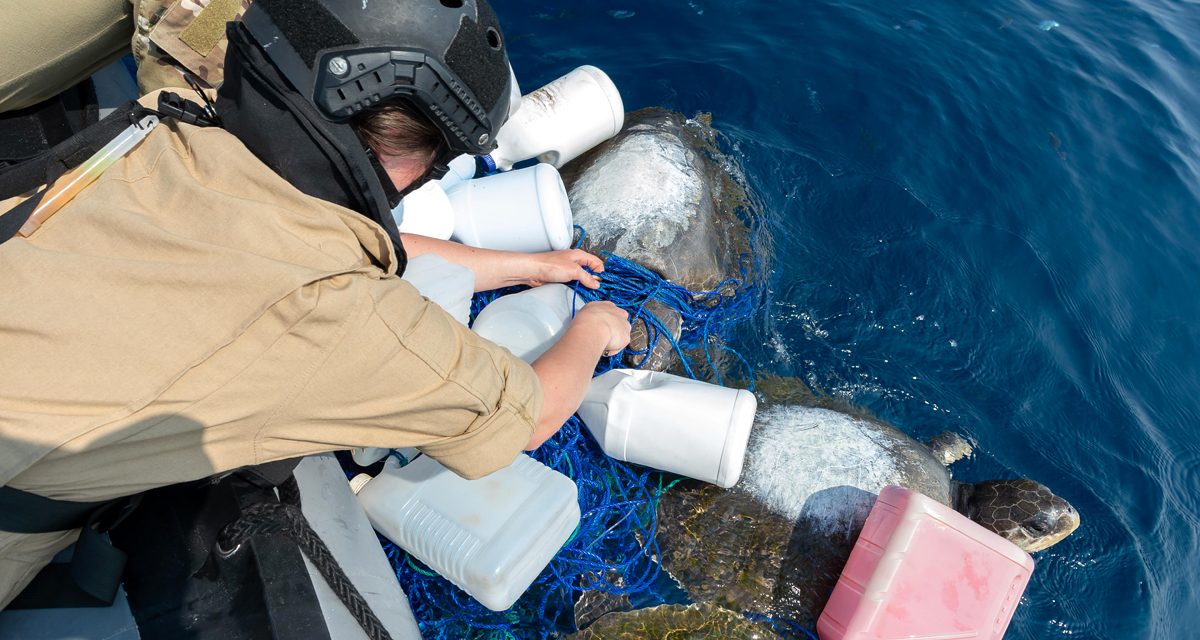 Wildlife rescue at sea