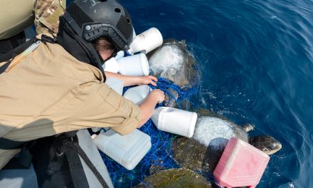 Wildlife rescue at sea