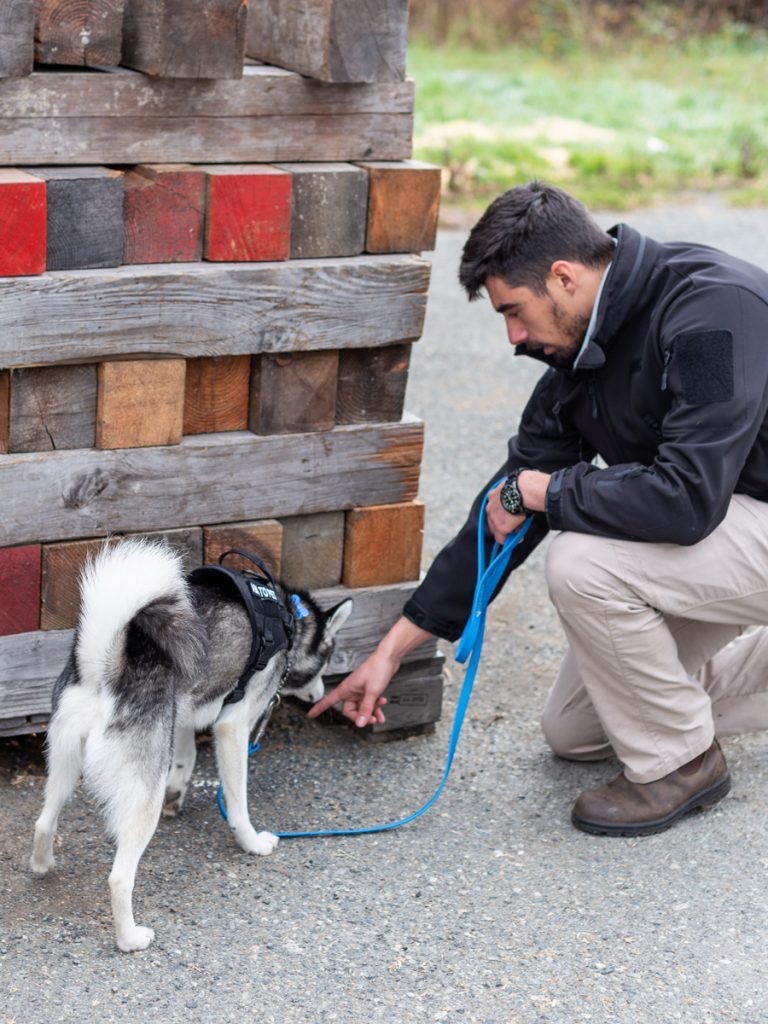 A clump of donated human hair hidden in a stack of wood for the dogs to search out.  Photo by SLt M.X. Déry