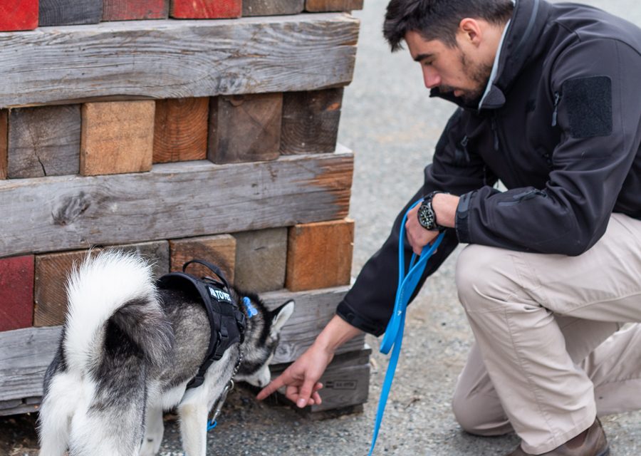 NDWCC profile: Search and Recovery Dog Association