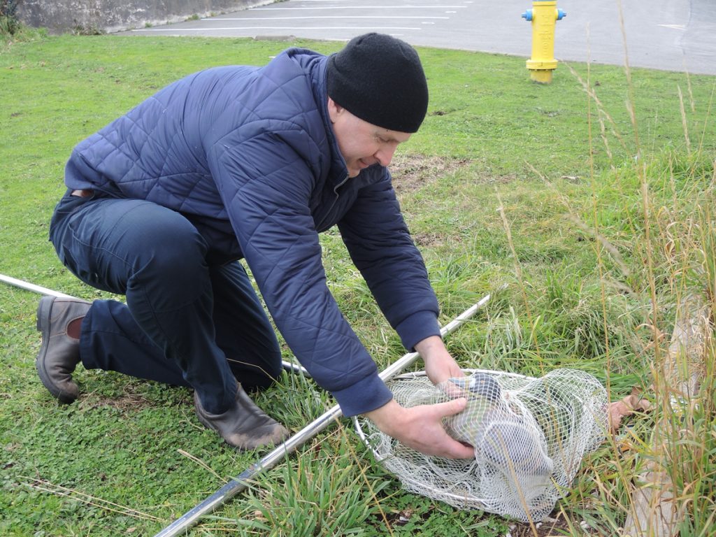 A participant in the Oiled Wildlife Preparedness Response Training Course practices proper handling skills after capturing a decoy duck with his net during the hands-on portion of the course. Photo by Peter Mallett