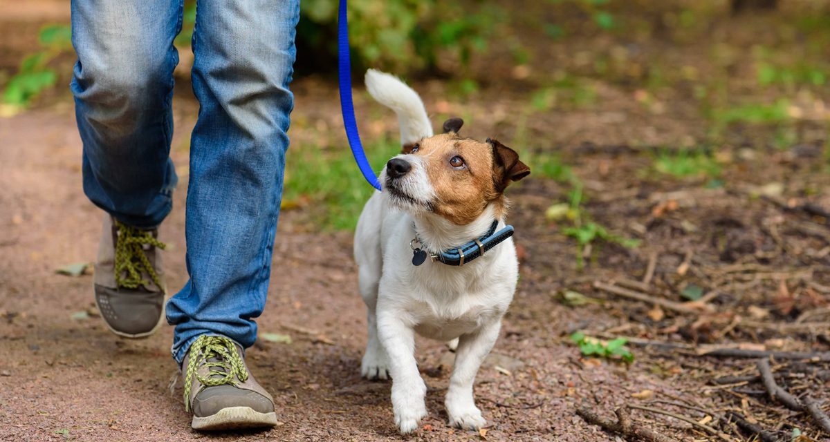 Dog Walk Day 2020 one hour challenge