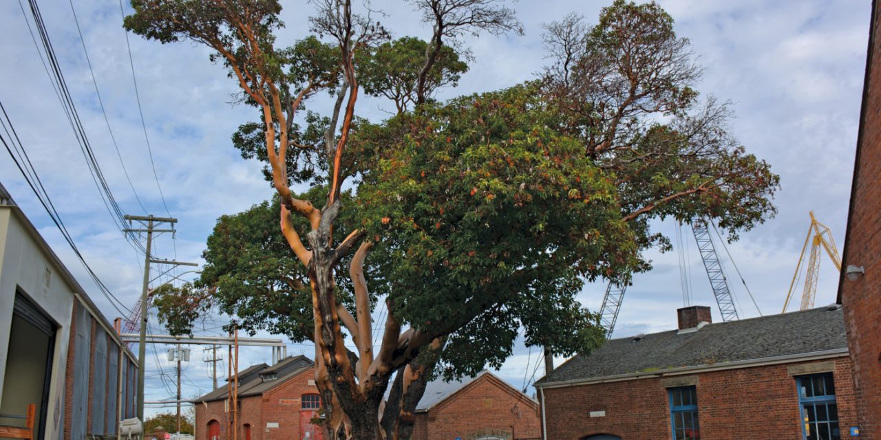 Dockyard’s Big Tree – End of an Era