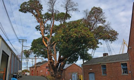 Dockyard’s Big Tree – End of an Era