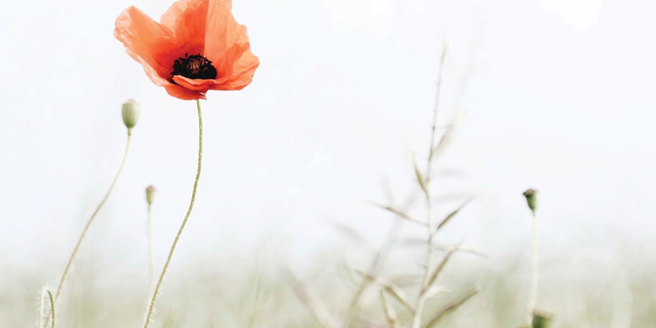 Join the National Veterans Week Speakers Program