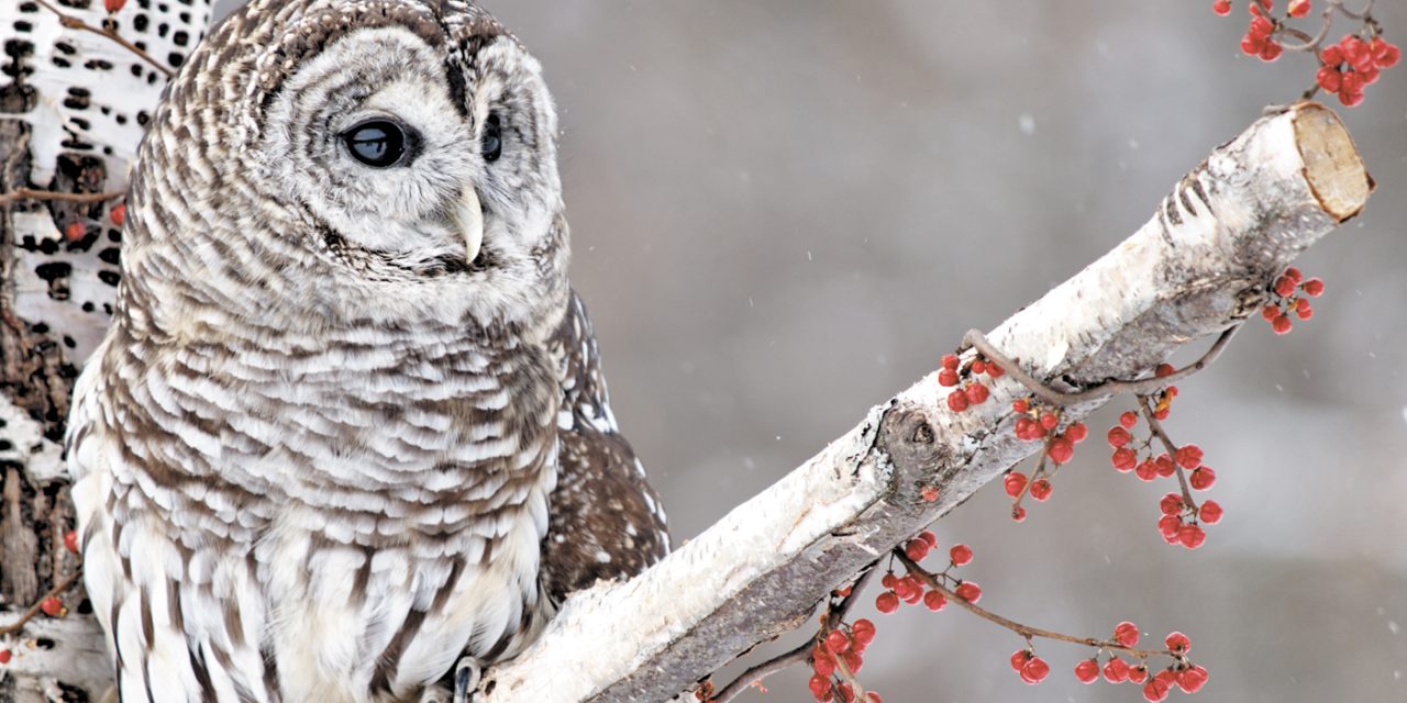 Sailors aid injured owl