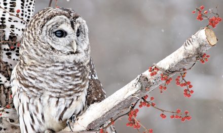 Sailors aid injured owl
