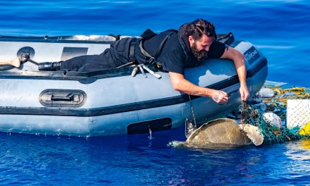 HMCS Calgary saves sea turtle