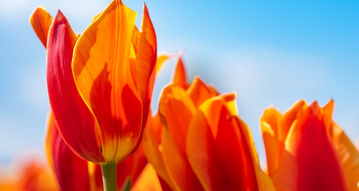 Canadian Tulip Festival in Ottawa celebrates citizen sailors in 2023