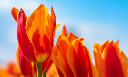 Canadian Tulip Festival in Ottawa celebrates citizen sailors in 2023