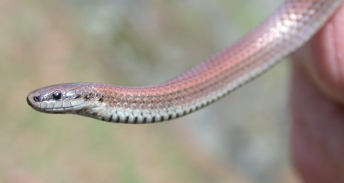 Biologists employ microchips to track elusive snake species on Base