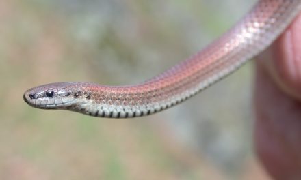 Biologists employ microchips to track elusive snake species on Base