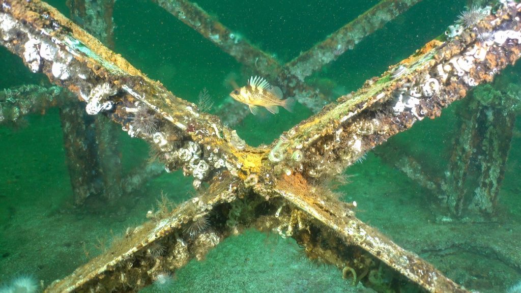Artificial Reefs