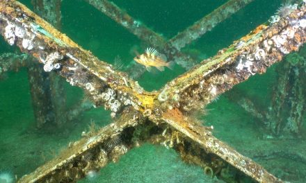 The Magic of Artificial Reefs