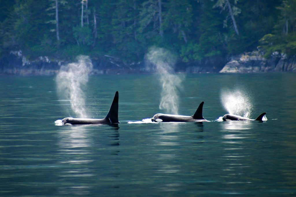 Orcas off Vancouver Island. Stock photo