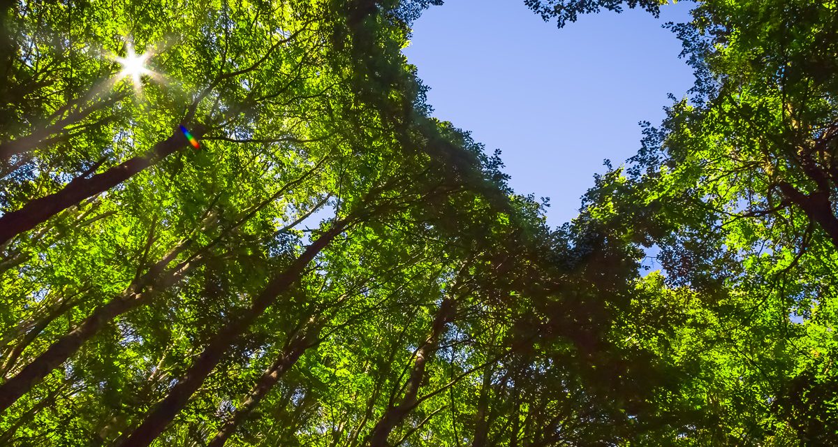 TSPT : La nature et l’éducation dans l’addiction basée sur les traumatismes